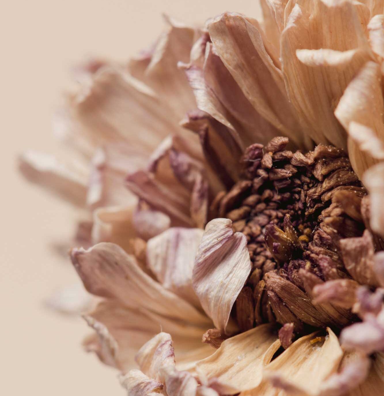 fiore