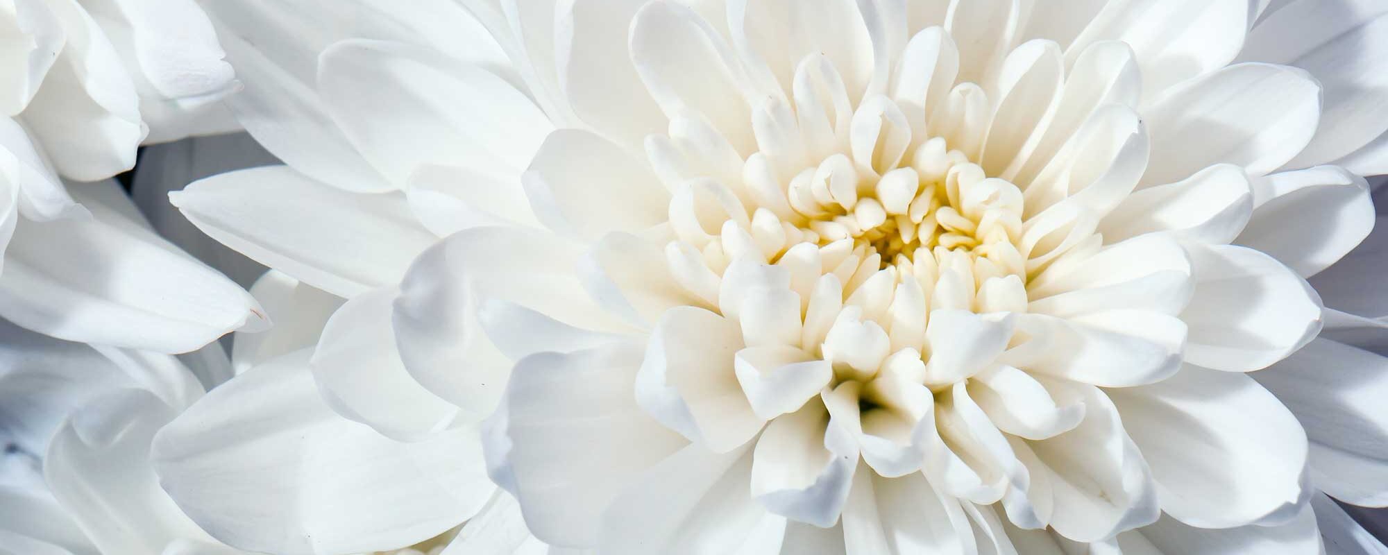 impresa-funebre-crippa-onoranze-funebri impresa-funebre-crippa-onoranze-funebri